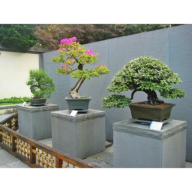 A Trio Of Handsome Bonsai Photograph by Reid Nelson