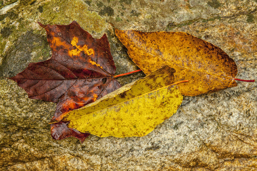 A Trio of Leaves Photograph by Karol Livote
