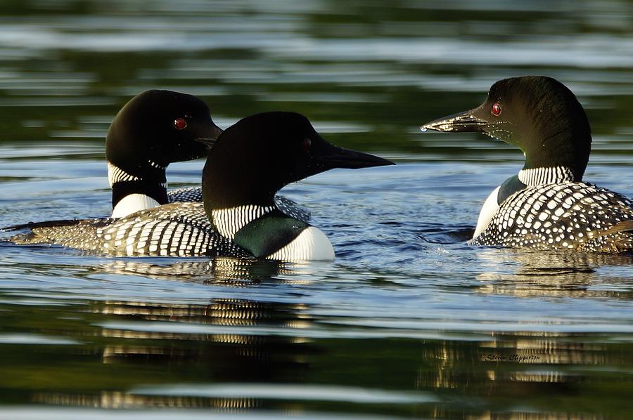 A Trio of Loons Photograph by Steven Clipperton
