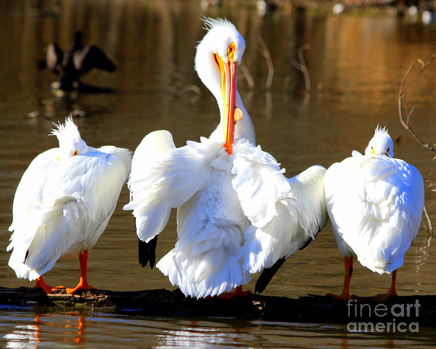 A Trio of Pelicans Photograph by Kathy  White