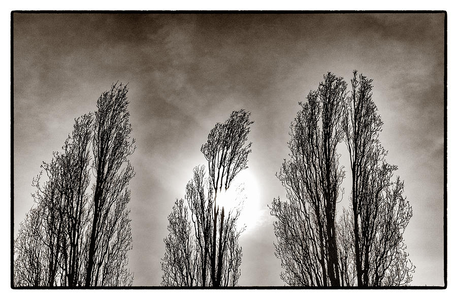 A Trio of Trees  Photograph by Lenny Carter