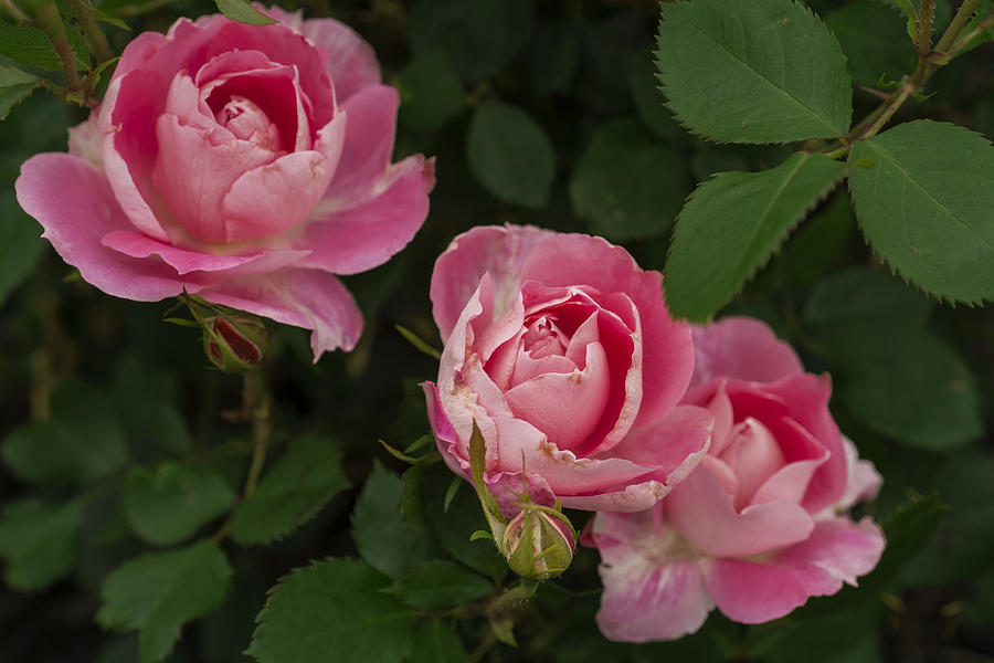 A Triplet Of Roses - Three Of A Kind Photograph by Michael Flood