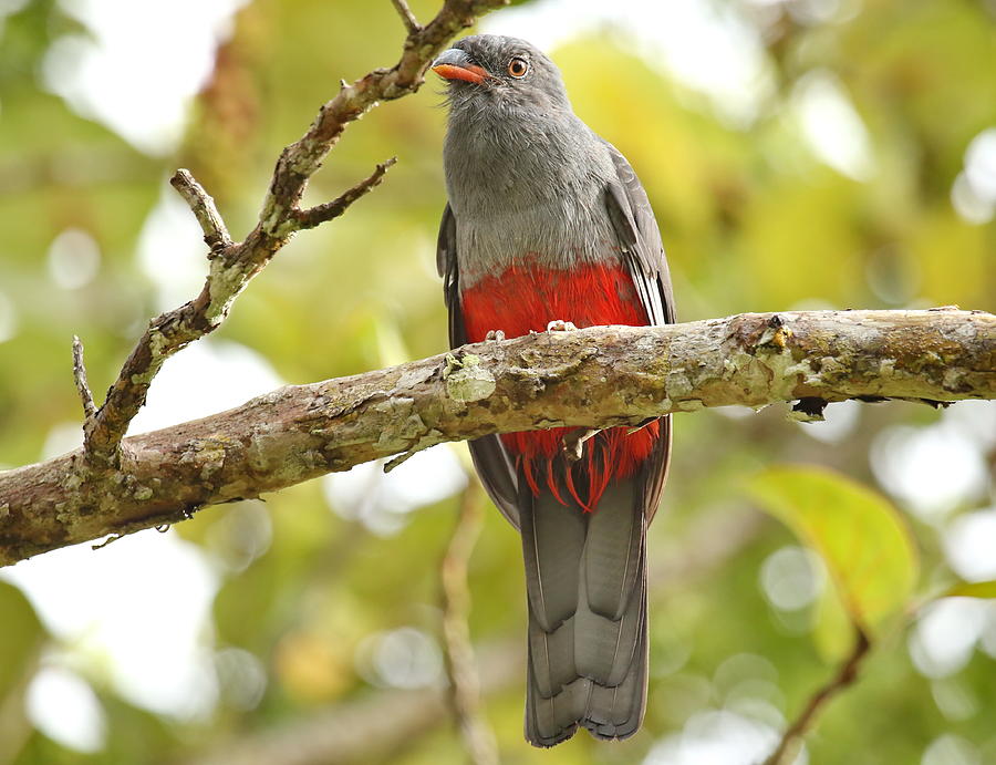 Bird Photograph - A trogon by BYET Photography