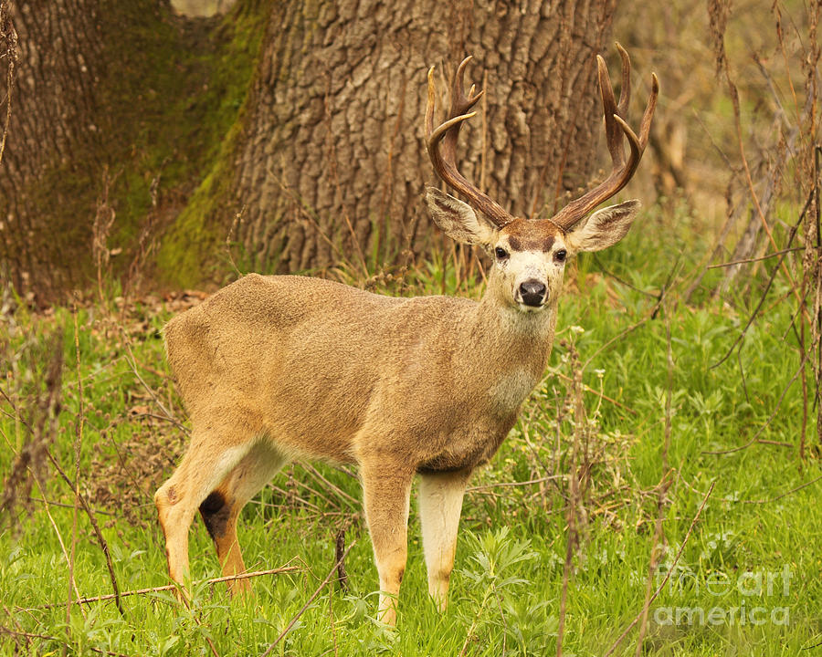 A Trophy Black-tailed Deer Buck In Old Forest Photograph by Max Allen