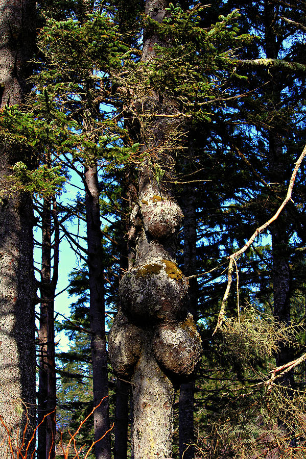 Tree Photograph - A True Oddity by Jeanette C Landstrom