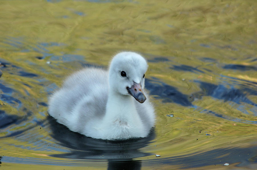 A Trumpeter Swan Cygnet In Water Photograph by Tom Murphy