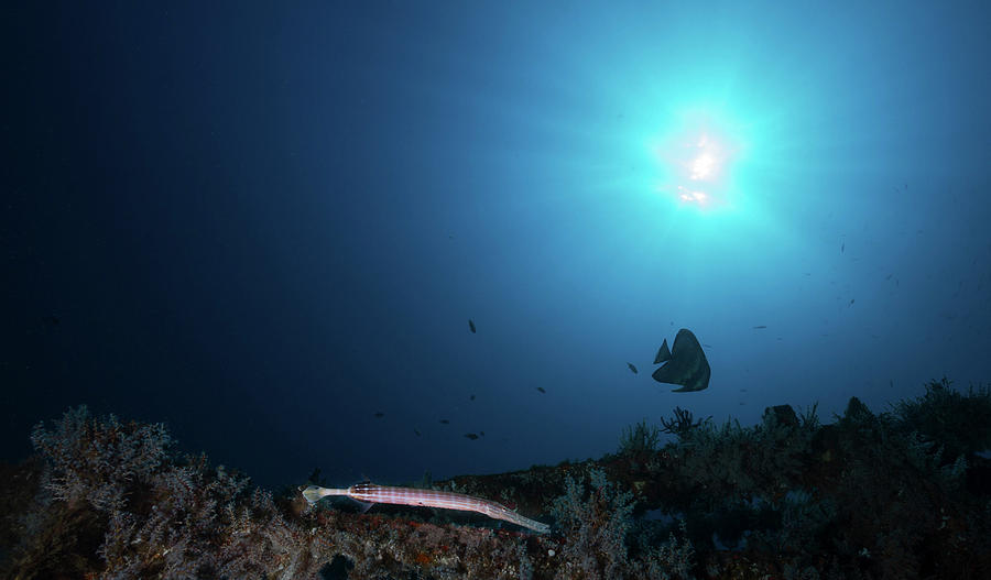 A Trumpetfish Swimming Along The Alma Photograph by Alessandro Cere