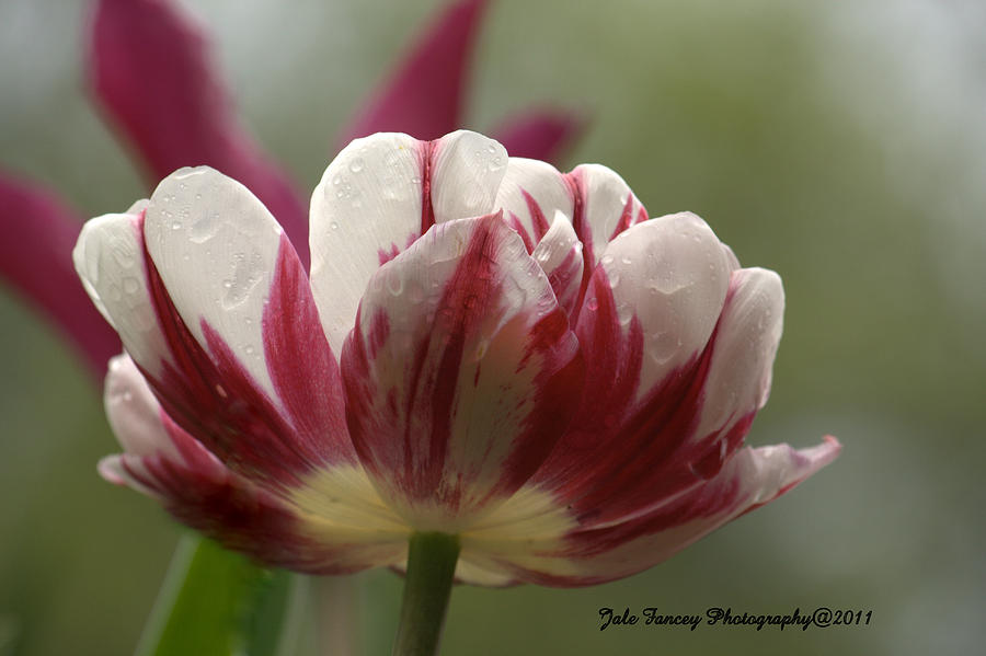 A Tulip after the rain Photograph by Jale Fancey