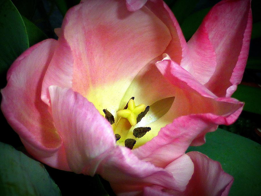 A Tulip Is Born Photograph by Lori Seaman