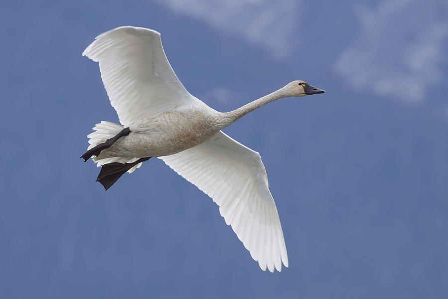 A Tundra Swan Flys Through The Blue Sky Photograph by Doug Lindstrand ...