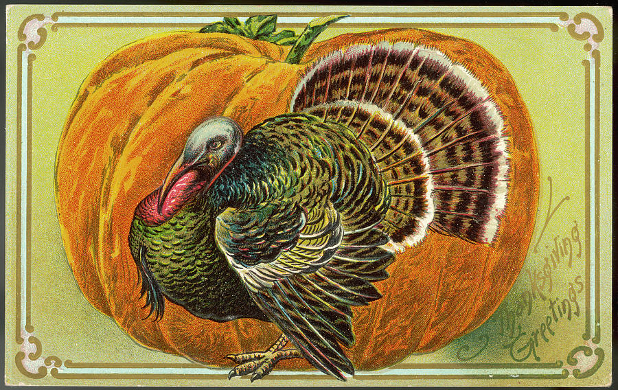 A Turkey And A Pumpkin Represent Drawing by Mary Evans Picture Library ...