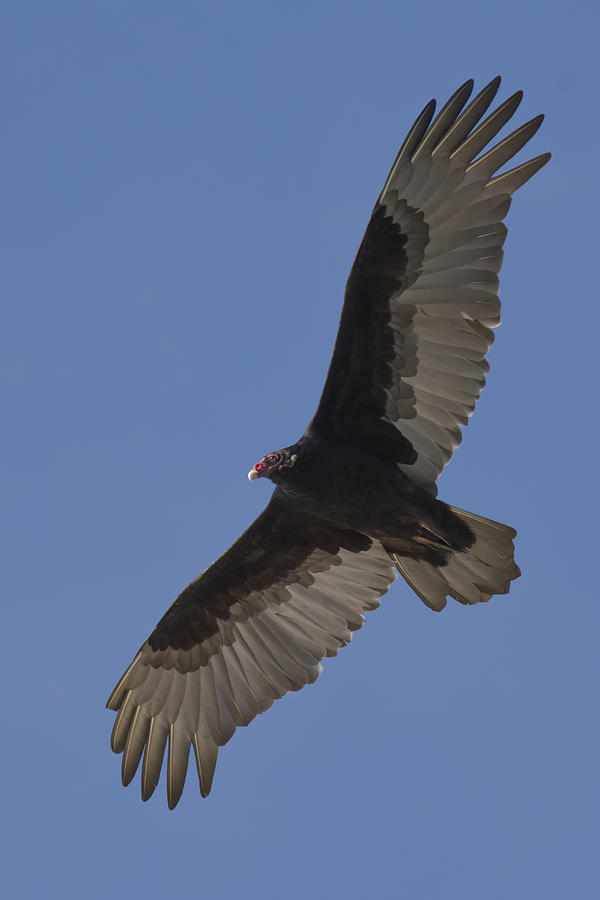 A Turkey Vulture Photograph by Bruce Frye