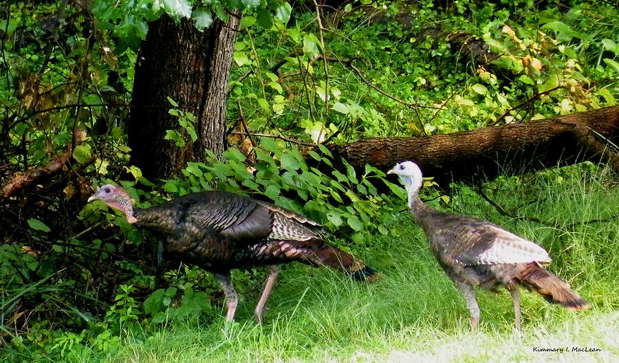 A Turkey Pair Photograph by Kimmary MacLean
