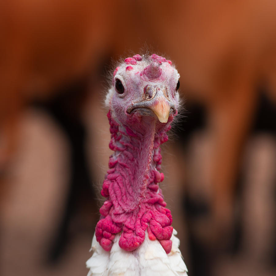 A Turkey Photograph