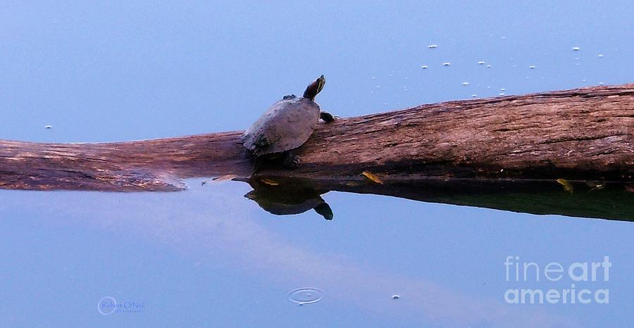 A Turtle Reflecting Photograph by Robert ONeil