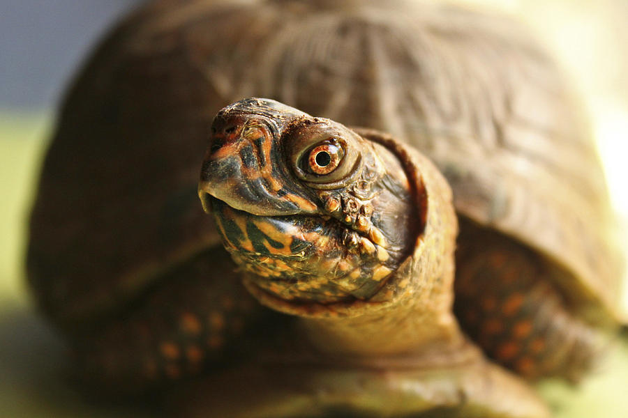 A Turtle's Eye Photograph by Mika Nobles - Fine Art America