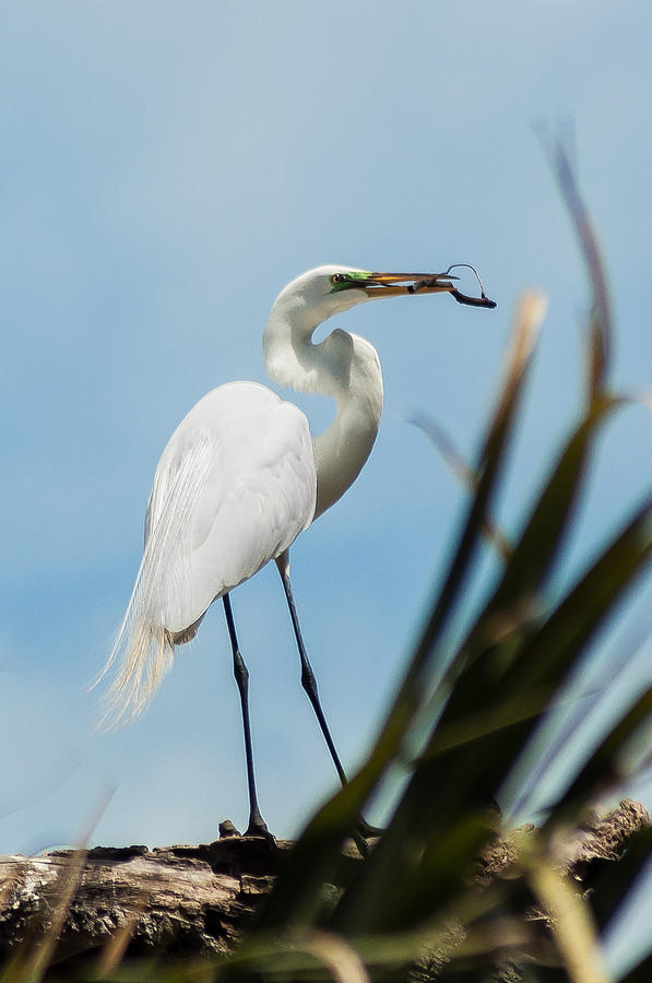Egret Photograph - A twig for the nest by Charles Moore