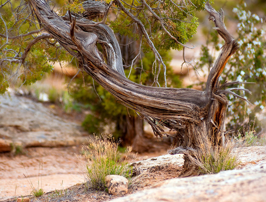 A Twisted Juniper  Photograph by Eric Rundle