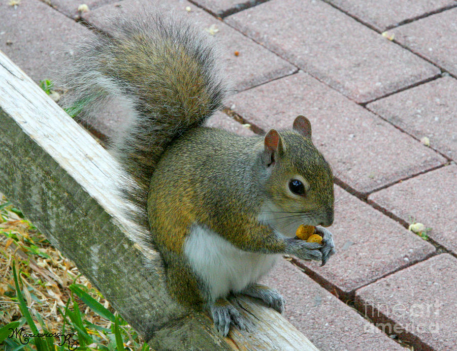 A Two-Nut Lunch Photograph by Mariarosa Rockefeller