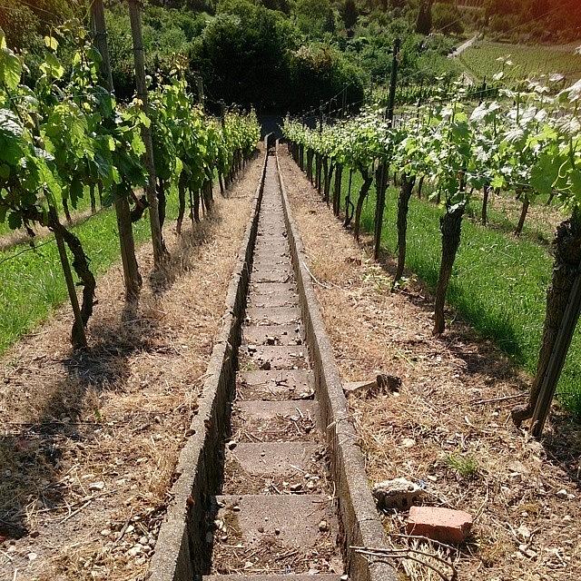 Wine Photograph - A Typical #wine Route Through The by Qin Xie