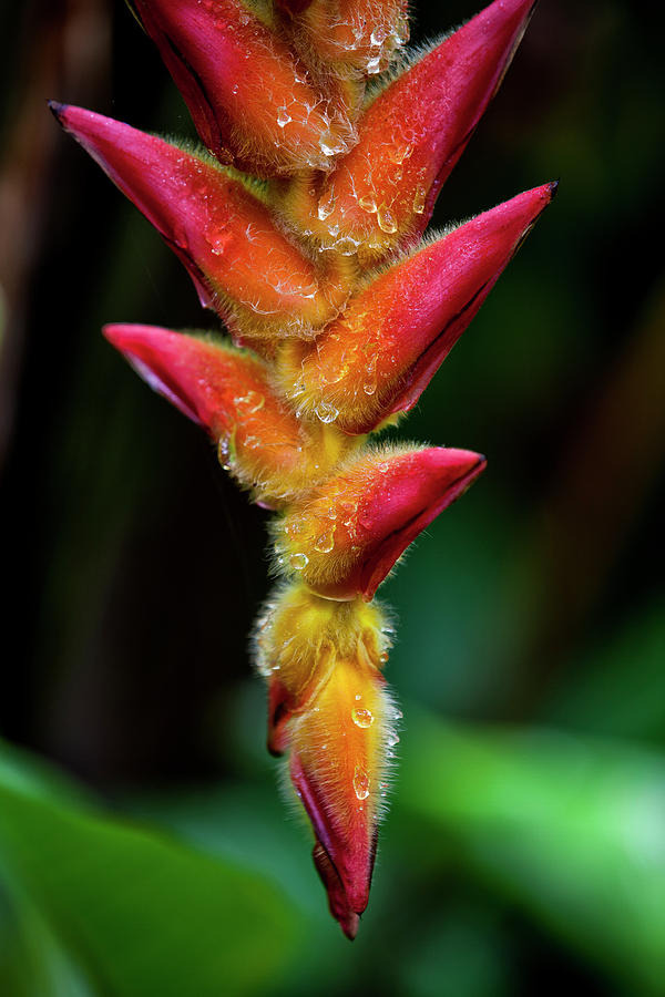 Unique Photograph - A Unique Tropical Plant With Fuzzy Red by Scott Mead