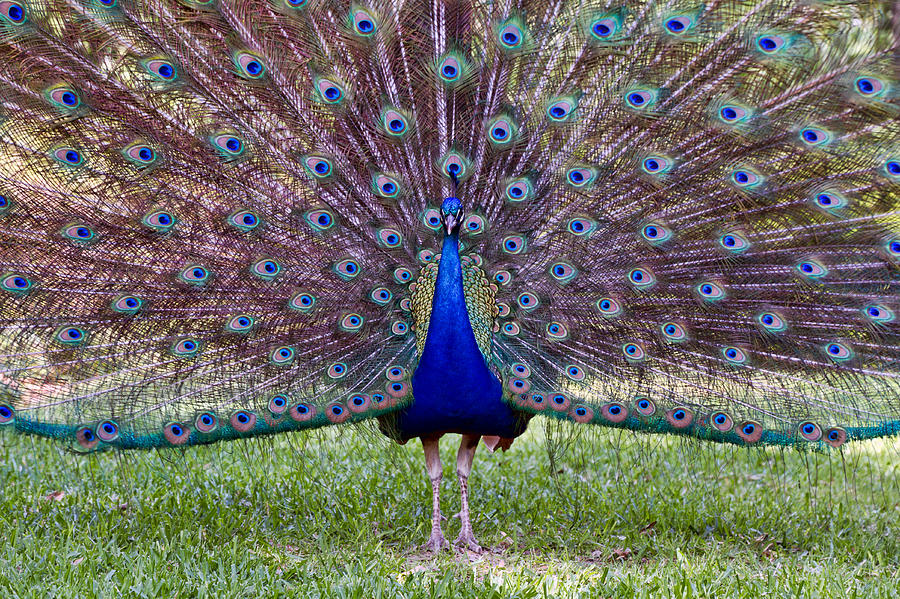 A Vargos Peacock Photograph by Tim Stanley
