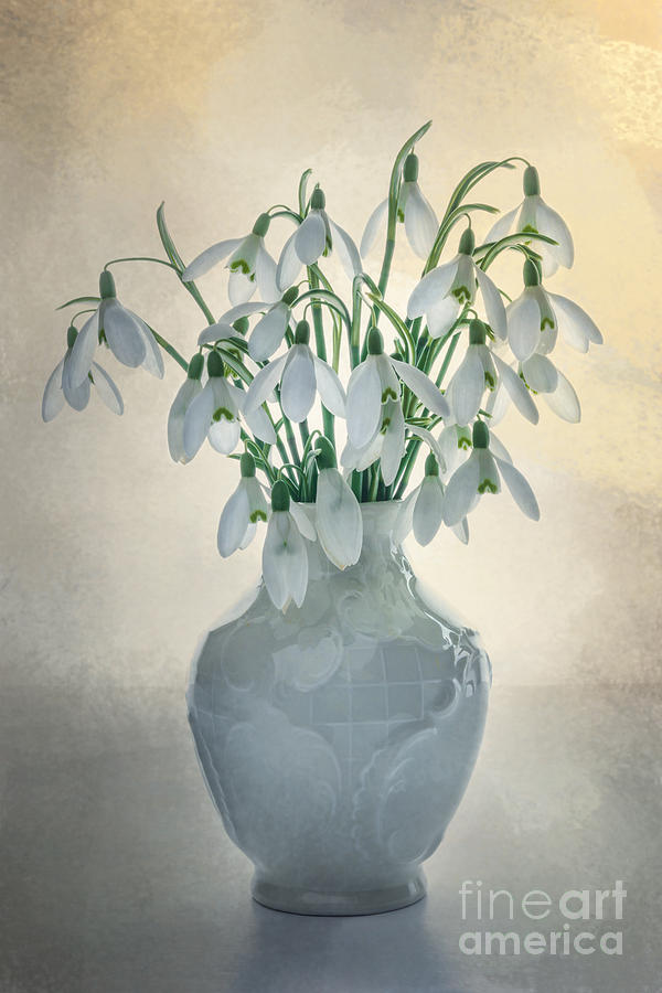Still Life Photograph - A Vase of Snowdrops by Ann Garrett