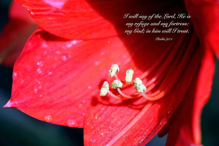 A Verse from the Psalms Photograph by Debbie Nobile | Fine Art America