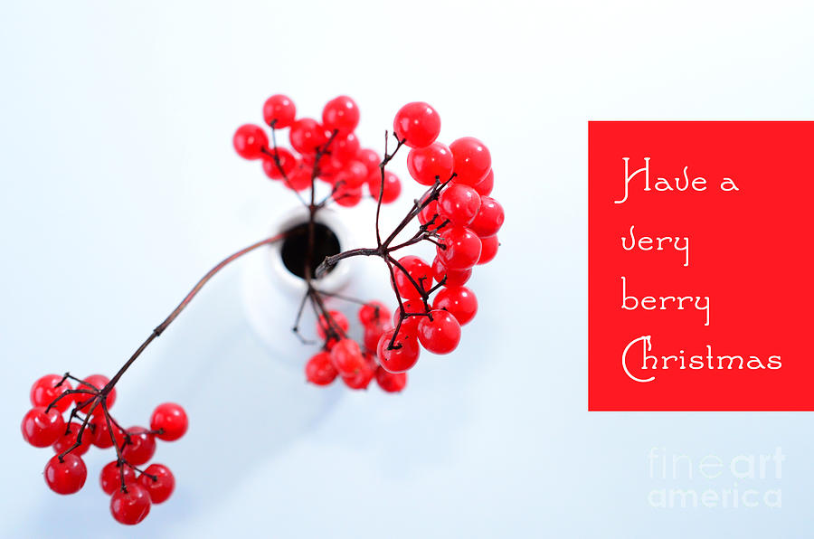 A very berry Christmas Photograph by Sabine Jacobs