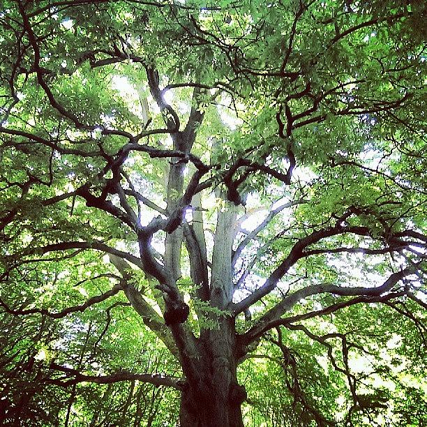A Very Big Oak Tree. Hiking In Photograph by X Thompson
