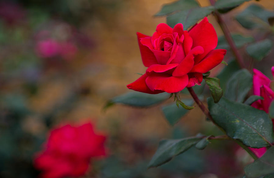 Flowers Still Life Photograph - A Very Red Rose by Michael Hunter