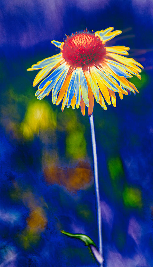 A Very Wild Flower Photograph by Jerry Nettik