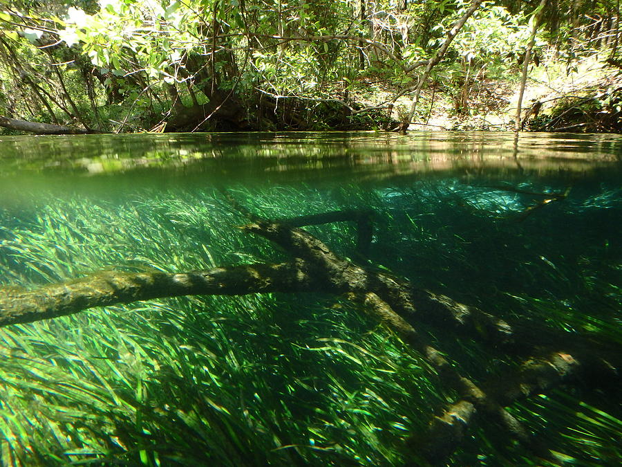 A View Below the Ichetucknee Photograph by Sheri McLeroy