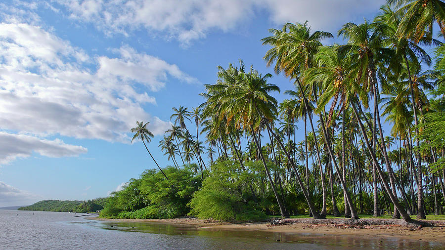 Coconut Photograph - A View From The Water Of Kiowea Park by Jonathan Kingston