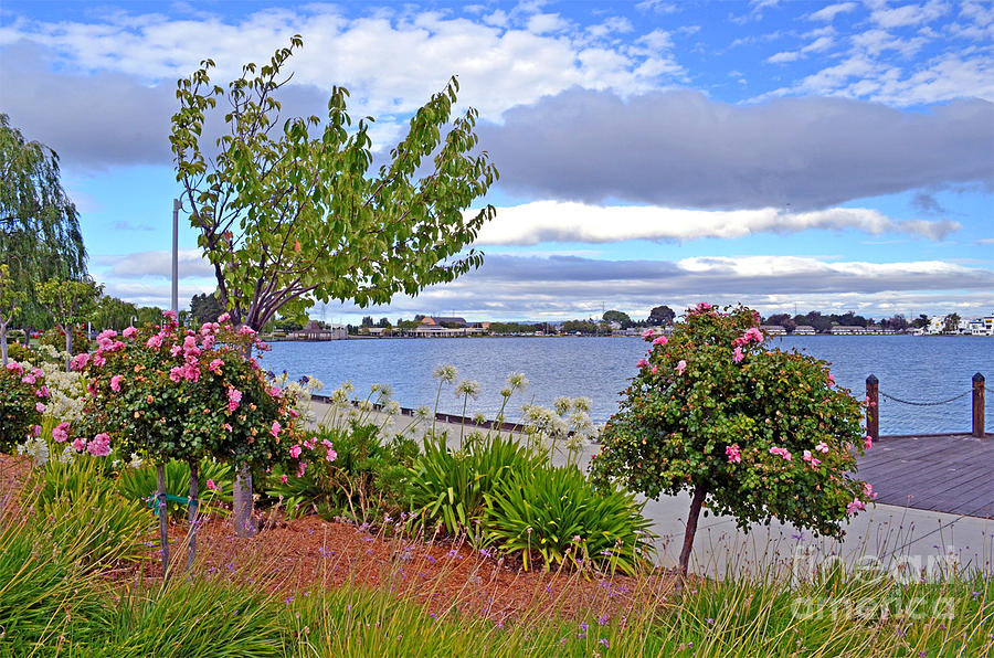 A View of Congressman Leo Ryan Memorial Park in Foster City Photograph by Jim Fitzpatrick