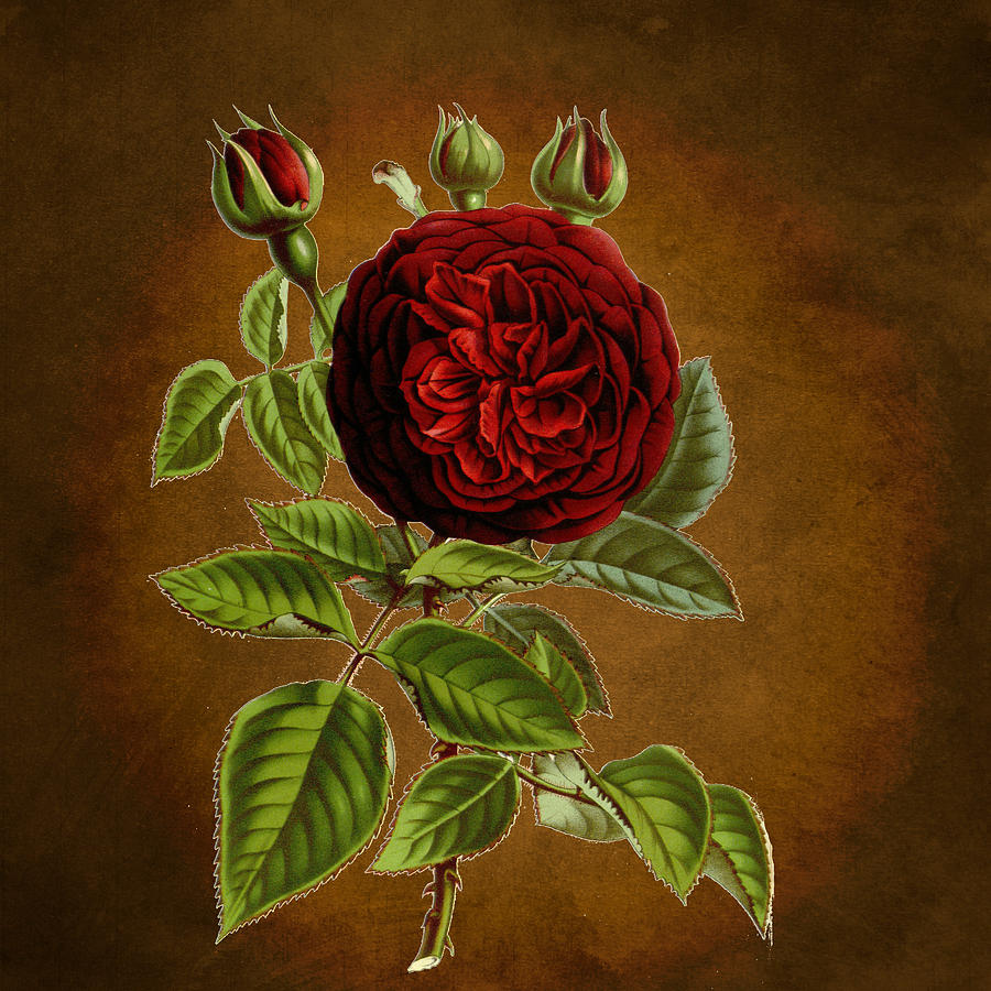 Abstract Digital Art - A Vintage Rose Wonder by Sheila Savage
