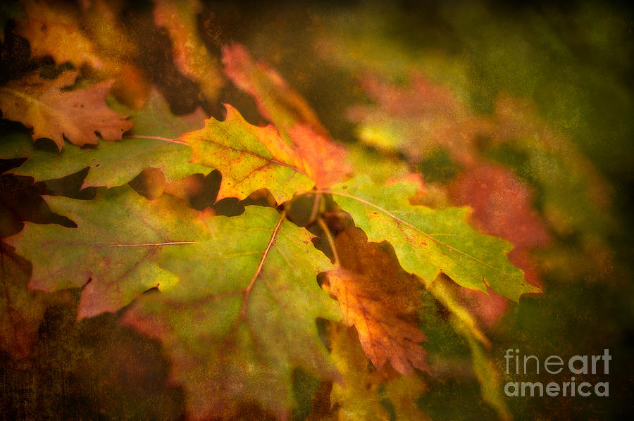 A Vision of Fall Photograph by Venetta Archer