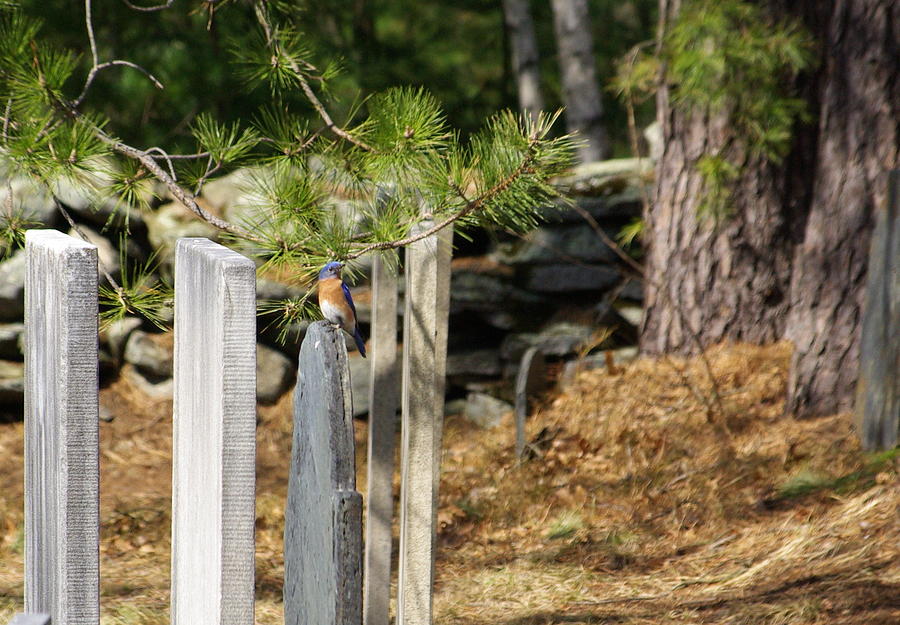 Bluebird Photograph - A Visit From A Friend by Lindy Whiton