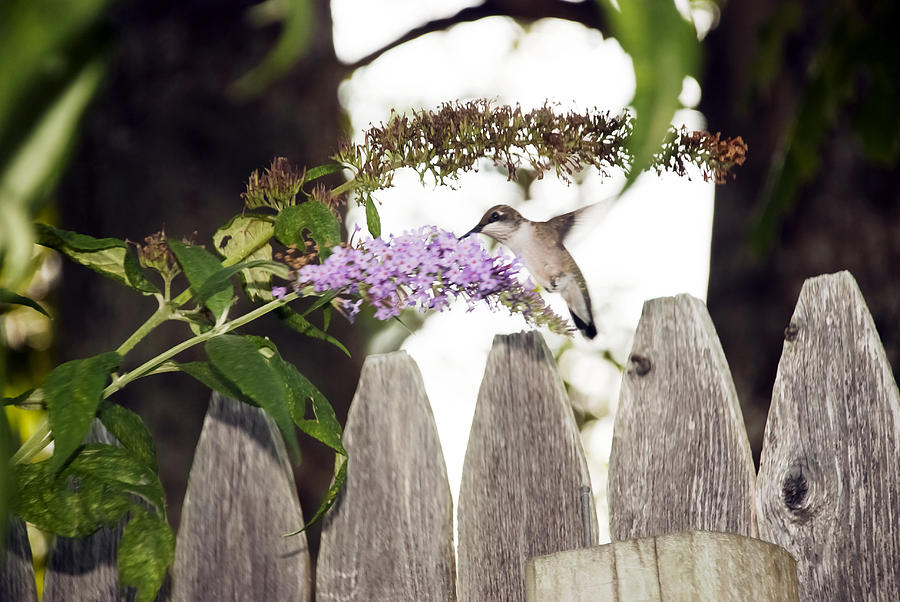 Hummingbird Photograph - A visitor by Lynn Bouley