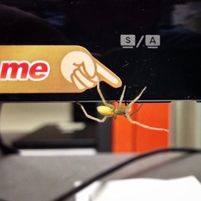 Spider Photograph - A Visitor To The It Office Looking For by Craig Szymanski