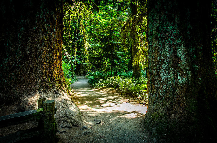 Pathway Cathedral Grove Photograph by Roxy Hurtubise