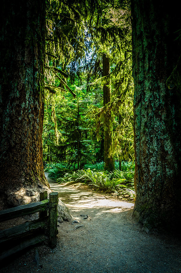 A Walk Among The Giants Cathedral Grove #1 Photograph by Roxy Hurtubise