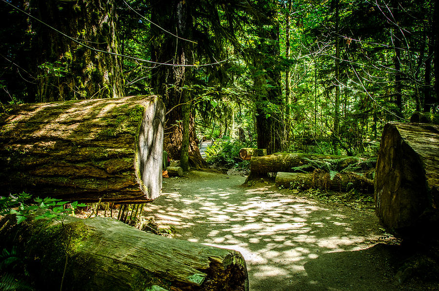 A Walk Among The Giants Cathedral Grove Photograph by Roxy Hurtubise