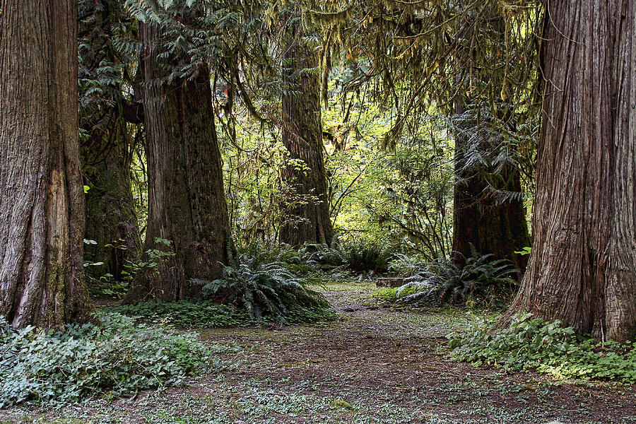A Walk In Eagle Fern Park Photograph by Wes and Dotty Weber