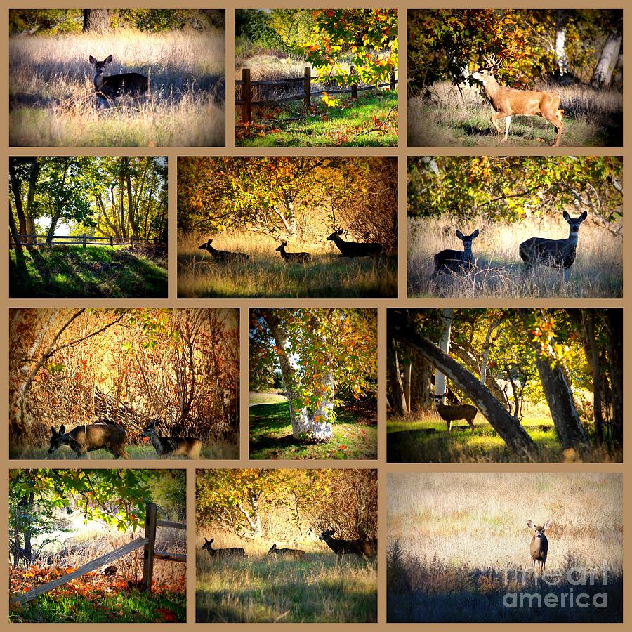 A Walk in Sycamore Grove Park Collage Photograph by Carol Groenen