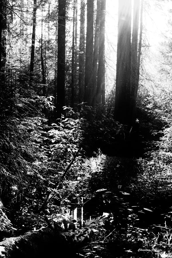 Black And White Photograph - A Walk In The Forest by Christina Ochsner