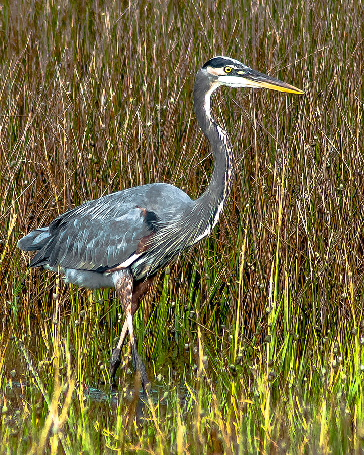 Heron Photograph - A Walk in the Grass by Charles Moore