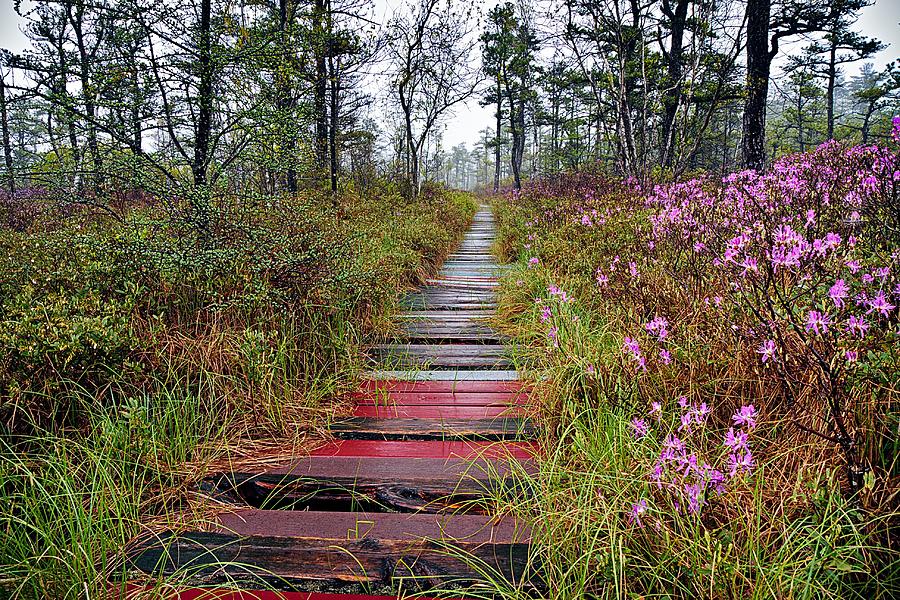 A Walk In The Heath Saco Maine Photograph by Jeff Sinon