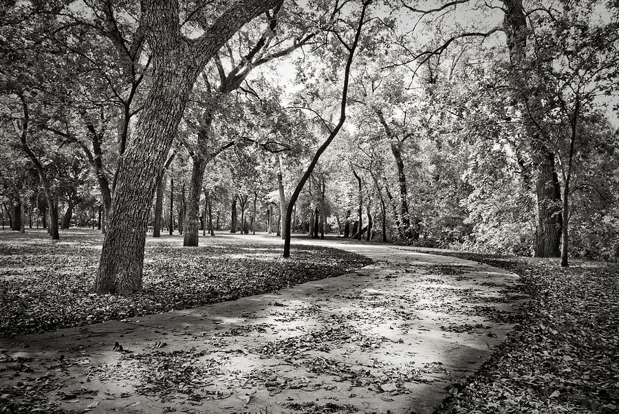 Black And White Photograph - A Walk In The Park by Darryl Dalton