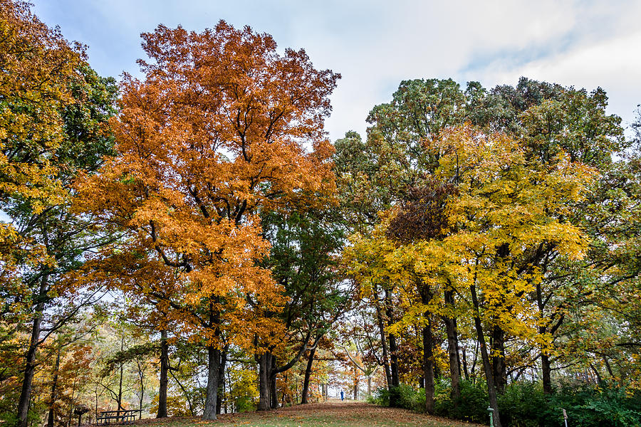 Fall Photograph - A Walk In The Park by Debra Martz